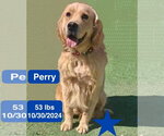 Small Photo #3 Golden Retriever Puppy For Sale in West Hollywood, CA, USA