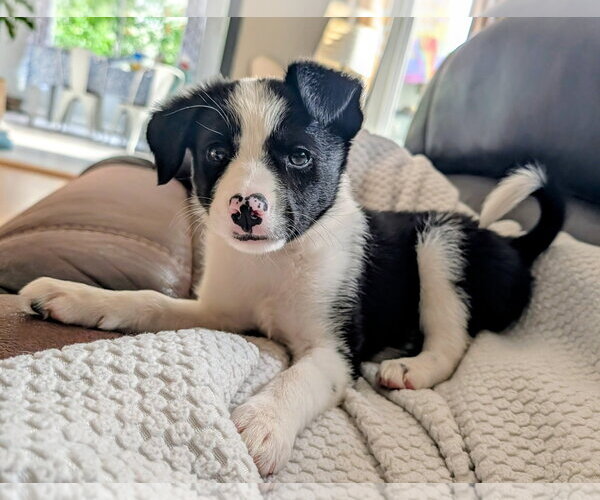 Medium Photo #2 Collie-Unknown Mix Puppy For Sale in Bellevue, WA, USA