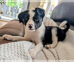 Small #1 Collie Mix