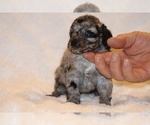 Small #5 Poodle (Toy)