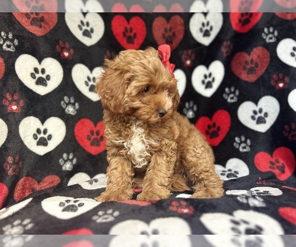Medium Photo #2 Cavapoo Puppy For Sale in LAKELAND, FL, USA