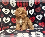 Small #1 Cavapoo