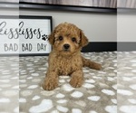 Image preview for Ad Listing. Nickname: Clyde