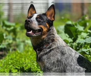 Mother of the Australian Cattle Dog puppies born on 06/26/2026