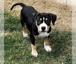 Small Photo #2 American Bully Puppy For Sale in CAPRON, IL, USA