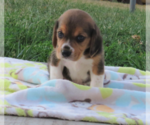 Small #1 Beagle