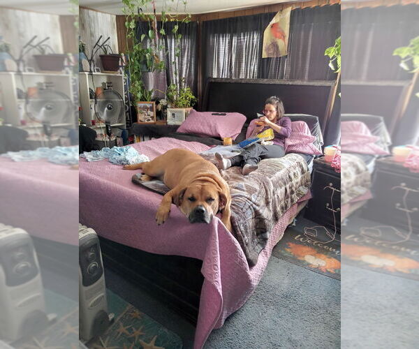 Medium Photo #2 Bullboxer Pit Puppy For Sale in Aurora, IN, USA