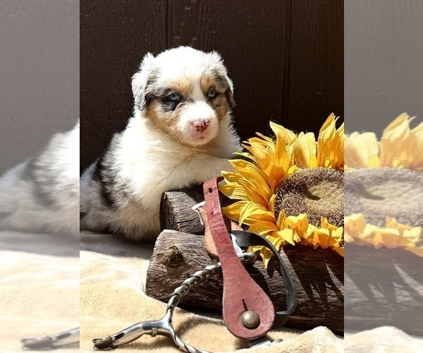 Medium Photo #25 Australian Shepherd Puppy For Sale in EUSTIS, FL, USA