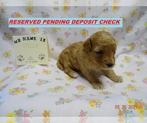 Maltipoo-Poodle (Miniature) Mix Puppy for sale in BROOKFIELD, MO, USA