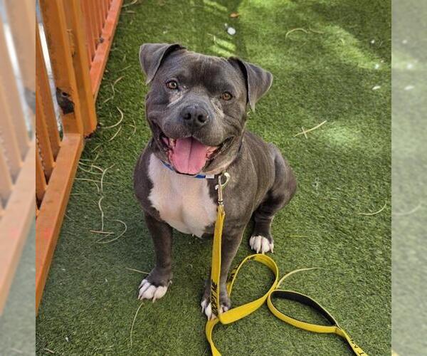 Medium Photo #2 Mutt Puppy For Sale in Las Vegas, NV, USA
