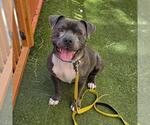 Small #1 Mutt