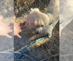 Small Photo #1 Malchi-Poodle (Standard) Mix Puppy For Sale in VENETA, OR, USA