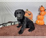 Small #7 Golden Mountain Dog