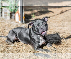 Mitch - Male Boxer-Unknown Mix Dog for Adoption - Photo #3