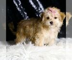 Small #2 Morkie