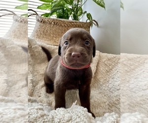 Labrador Retriever Puppy for sale in CAMBRIDGE, OH, USA