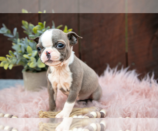 Medium Photo #3 Boston Terrier Puppy For Sale in BEACH CITY, OH, USA