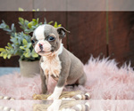Small #2 Boston Terrier