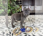 Small Photo #4 French Bulldog Puppy For Sale in GREENWOOD, IN, USA
