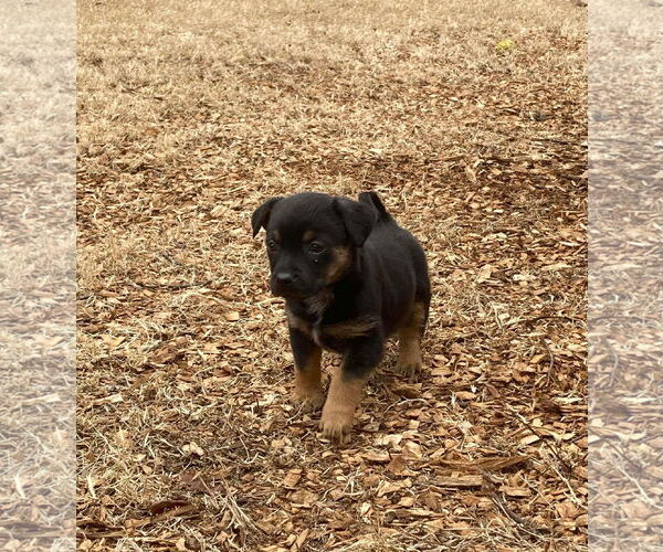 Medium Photo #2 Mutt Puppy For Sale in Kannapolis, NC, USA