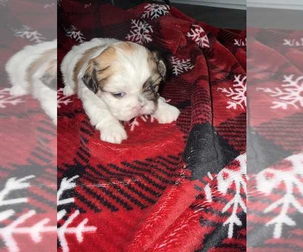Medium Photo #6 Shih Tzu Puppy For Sale in RUFFIN, NC, USA