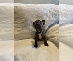 Small #1 French Bulldog