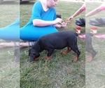 Small Photo #13 Rottweiler Puppy For Sale in PINE KNOT, KY, USA