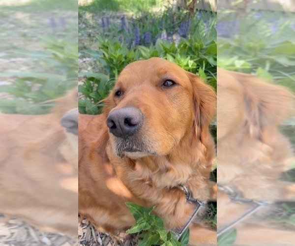 Medium Photo #1 Golden Retriever Puppy For Sale in BATTLE GROUND, WA, USA