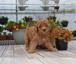 Puppy Gabby Goldendoodle-Poodle (Toy) Mix