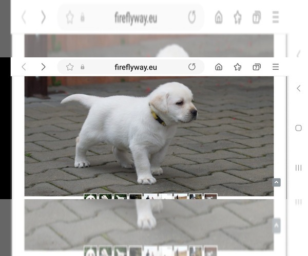 Medium Photo #6 Labrador Retriever Puppy For Sale in LOUISBURG, NC, USA