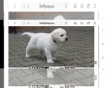 Small #5 Labrador Retriever