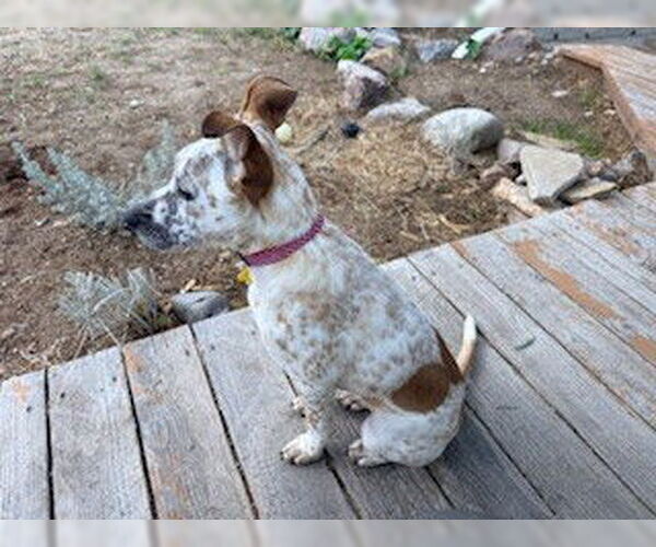 Medium Photo #7 Mutt Puppy For Sale in Sandy, UT, USA