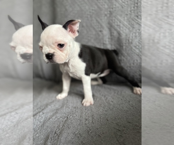 Medium Photo #2 Boston Terrier Puppy For Sale in BRIDGEWATER, NJ, USA