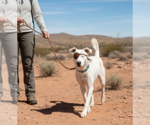 Medium Photo #2 Australian Shepherd-Unknown Mix Puppy For Sale in Pena Blanca, NM, USA