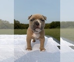Puppy Roxie American Bully