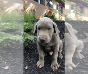 Labrador Retriever Puppy for sale in FREDERICKSBG, OH, USA