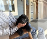 Puppy Sky blue boy Newfoundland