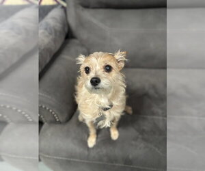 Cairn Terrier-Unknown Mix Dogs for adoption in San Francisco, CA, USA