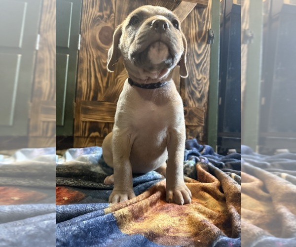 Medium Photo #8 Cane Corso Puppy For Sale in HUNTINGTON, IN, USA