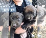 Small Photo #8 Labrador Retriever Puppy For Sale in BELLINGHAM, MN, USA