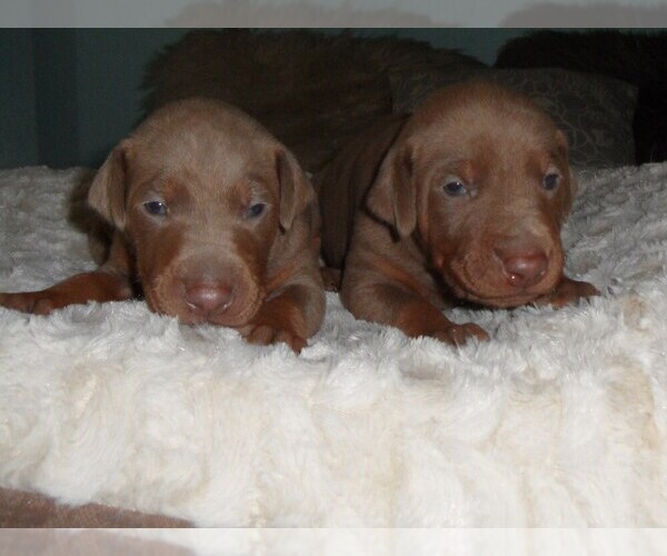 Medium Photo #1 Doberman Pinscher Puppy For Sale in ALBRIGHTSVLLE, PA, USA