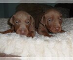 Small Doberman Pinscher