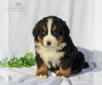 Small Photo #4 Bernese Mountain Dog Puppy For Sale in GAP, PA, USA