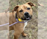 Suki - Female Boxer-Unknown Mix Dog for Adoption - Small photo