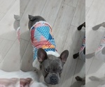 Small #15 French Bulldog