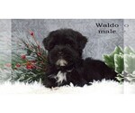 Small #4 Havanese