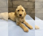 Small Photo #6 Labradoodle Puppy For Sale in RICHMOND, IL, USA