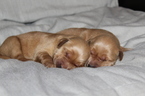 Small Photo #1 Golden Retriever Puppy For Sale in CALDWELL, ID, USA