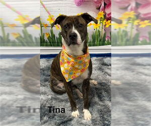 American Pit Bull Terrier Dogs for adoption in Cottageville, WV, USA