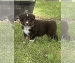 Small Photo #12 Australian Shepherd Puppy For Sale in EXETER, MO, USA